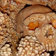 Illustration for article titled After 150,000 Years in a Cave, a Neanderthal Skull Looks Like This